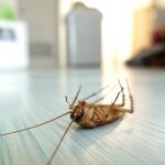 Four Benefits of Hiring a Pest Control Service