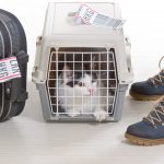 7 Essential Tips for Flying with Your Cat