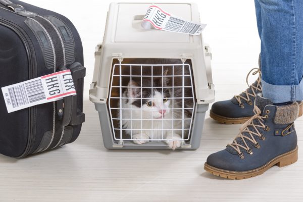 7 Essential Tips for Flying with Your Cat