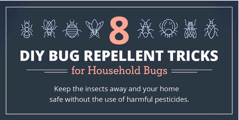 6 Summer Bugs and How to Remove Them from the Indoors