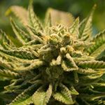 Top 10 Benefits of Using Marijuana Everyone Should Know About