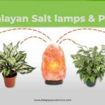 What is the Healthier Option for Home Interior: Salt Lamps or Plants?
