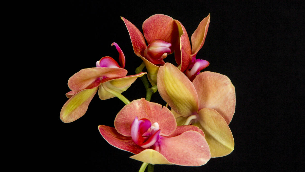Gorgeous Orchids for Your Home Garden