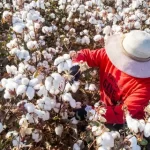 Cotton-Picking Performance